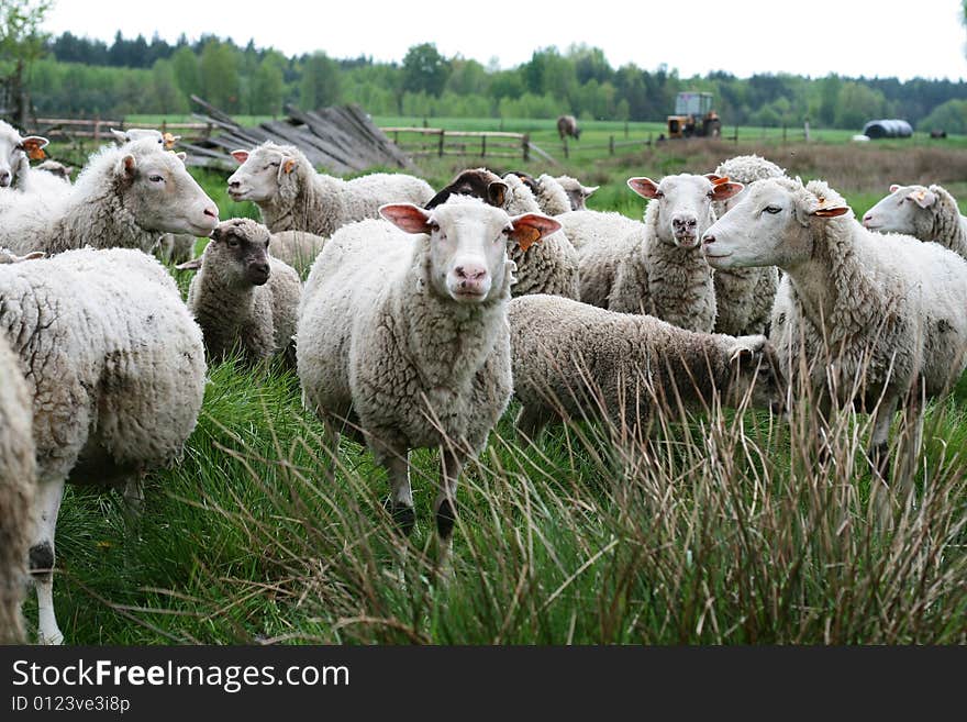 A lot of white sheeps