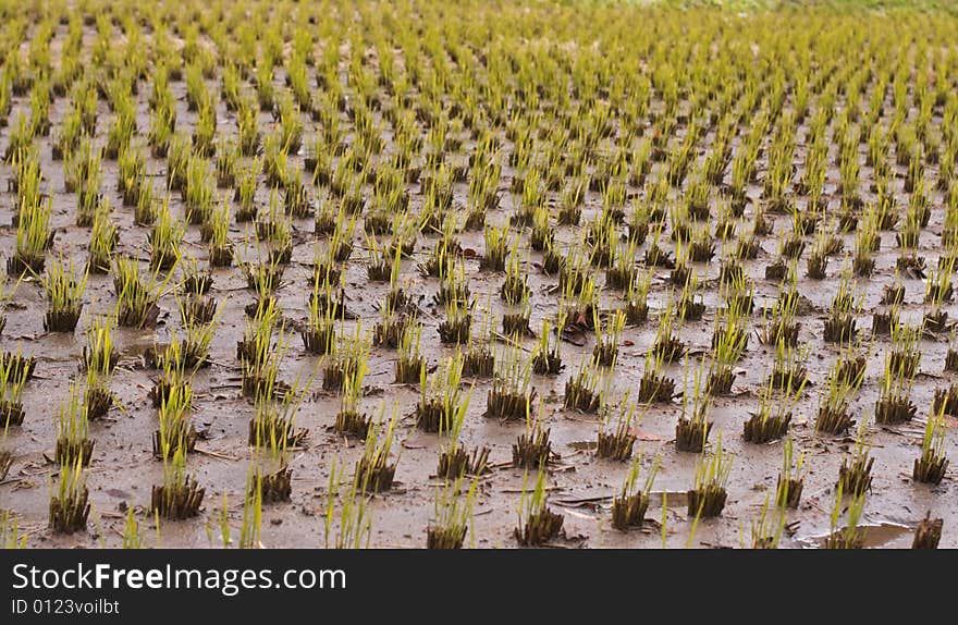 Image of a rice culture field in autumn.