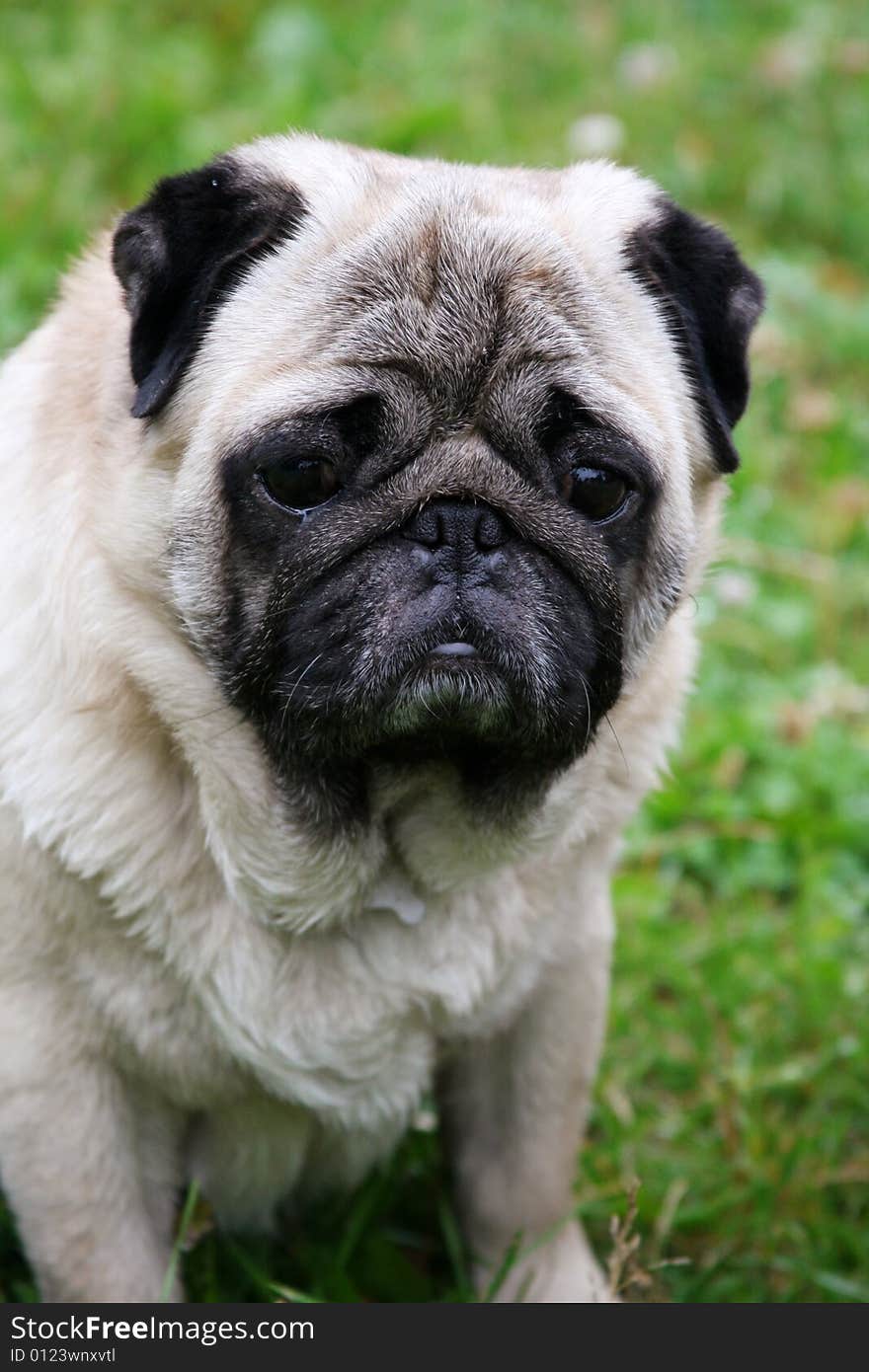 Portrait Of Pug