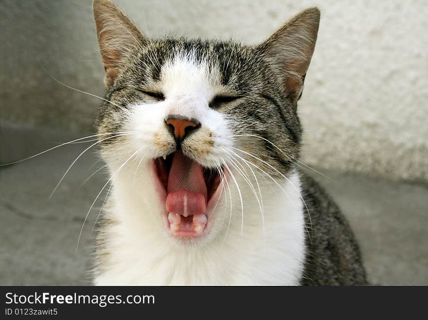 Funny Cat screaming