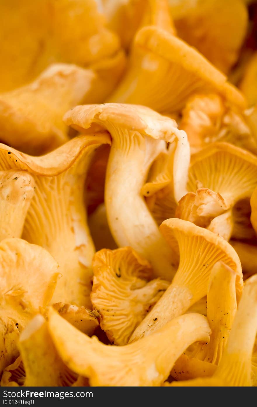 Chanterelles