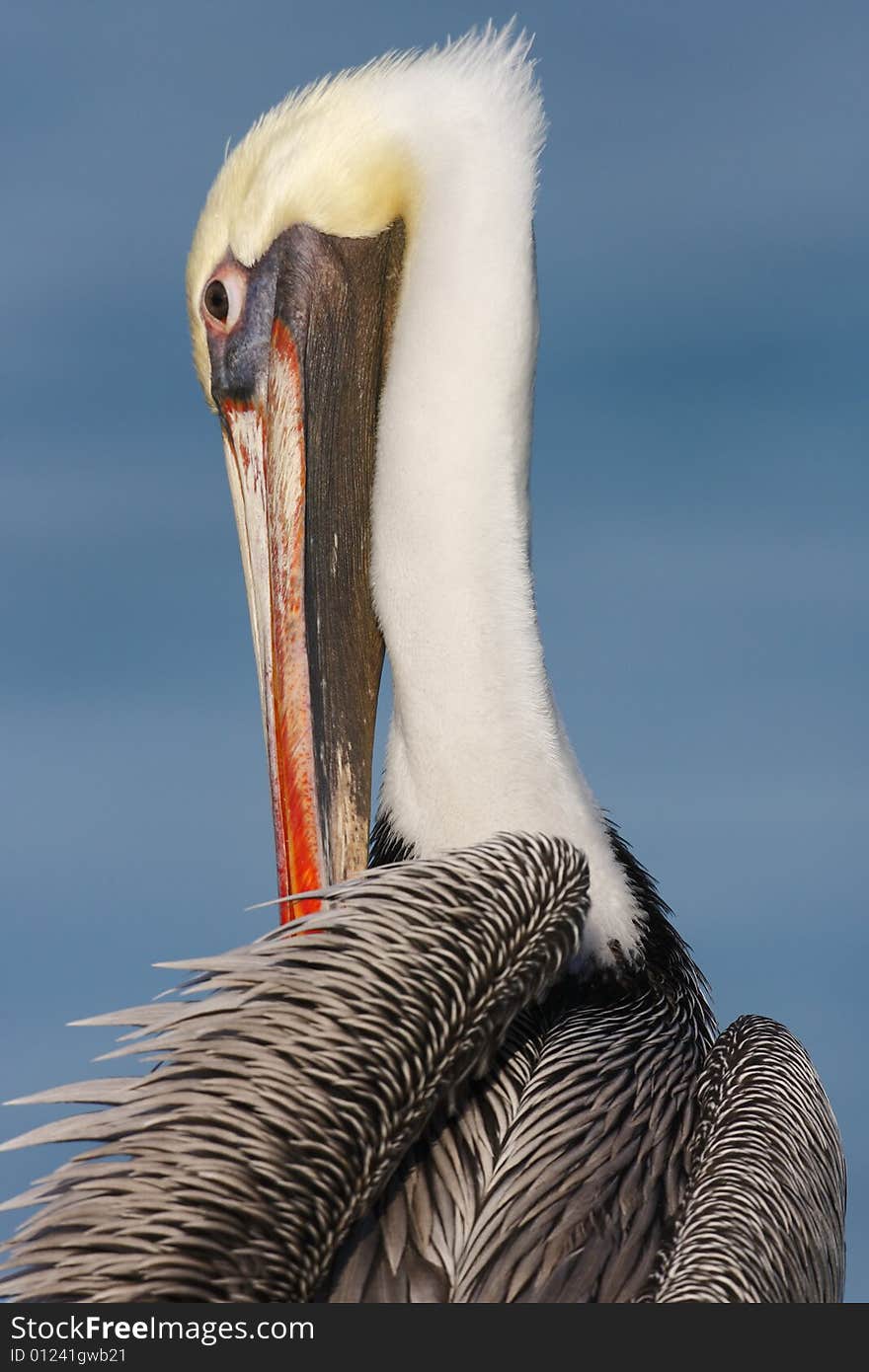 Close up of brown pelican (pelecanus occidentalis occidentalis) preening. Close up of brown pelican (pelecanus occidentalis occidentalis) preening