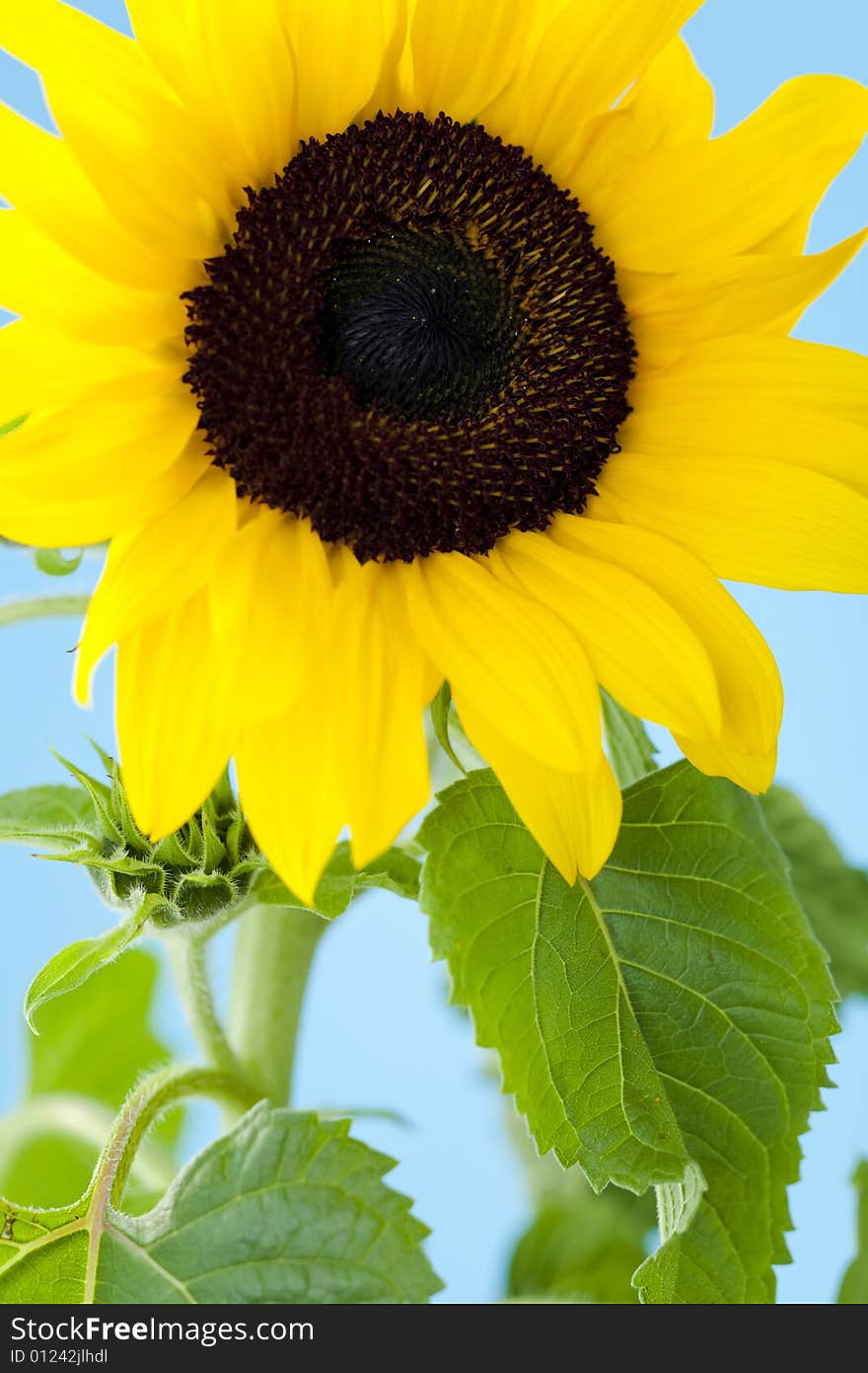 Small single sunflower against blue background