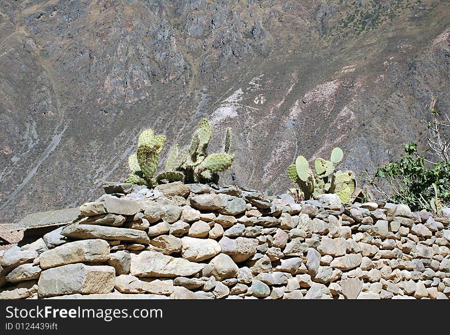 Cactus on incaqn ruins