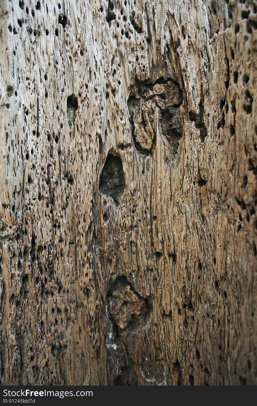 Slice of exotic wood texture. Slice of exotic wood texture