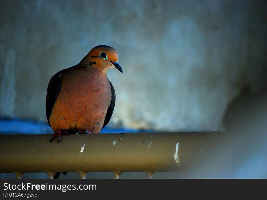 A bird sits trapped in a stairway.