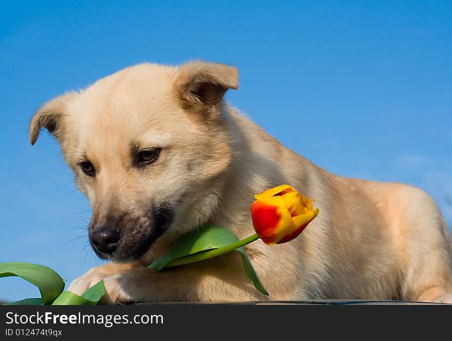 Puppy dog  with tulip in forefoots, on blue sky. Puppy dog  with tulip in forefoots, on blue sky