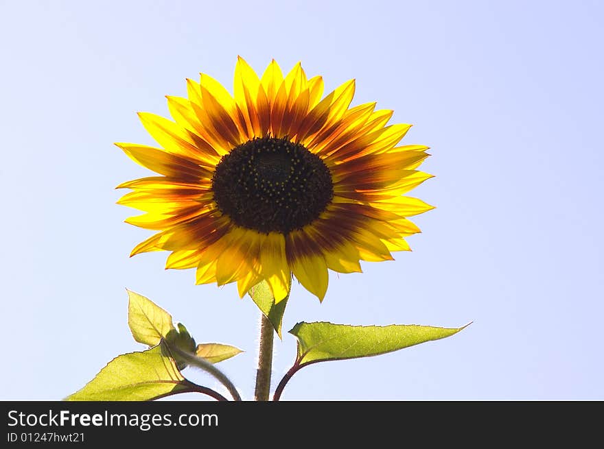 Multicolored Sunflower backlit over sky