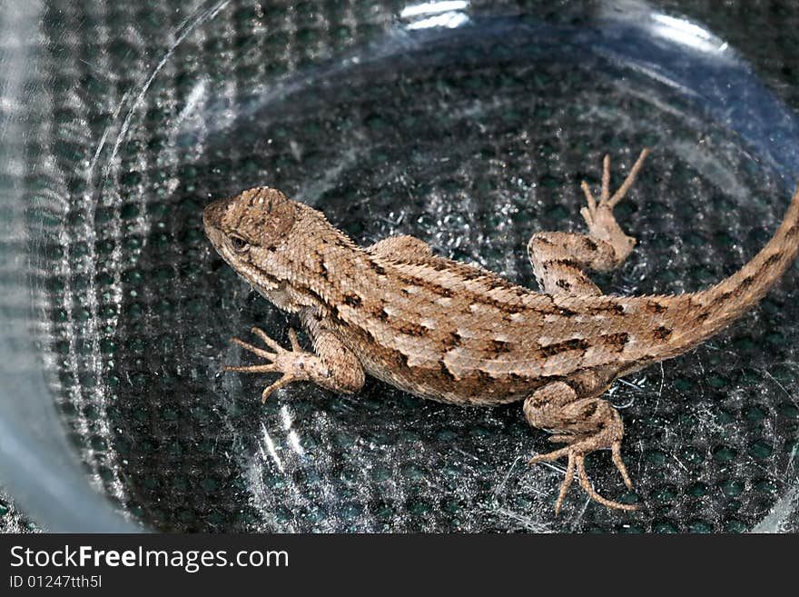 Small brown lizard caught in Washington state