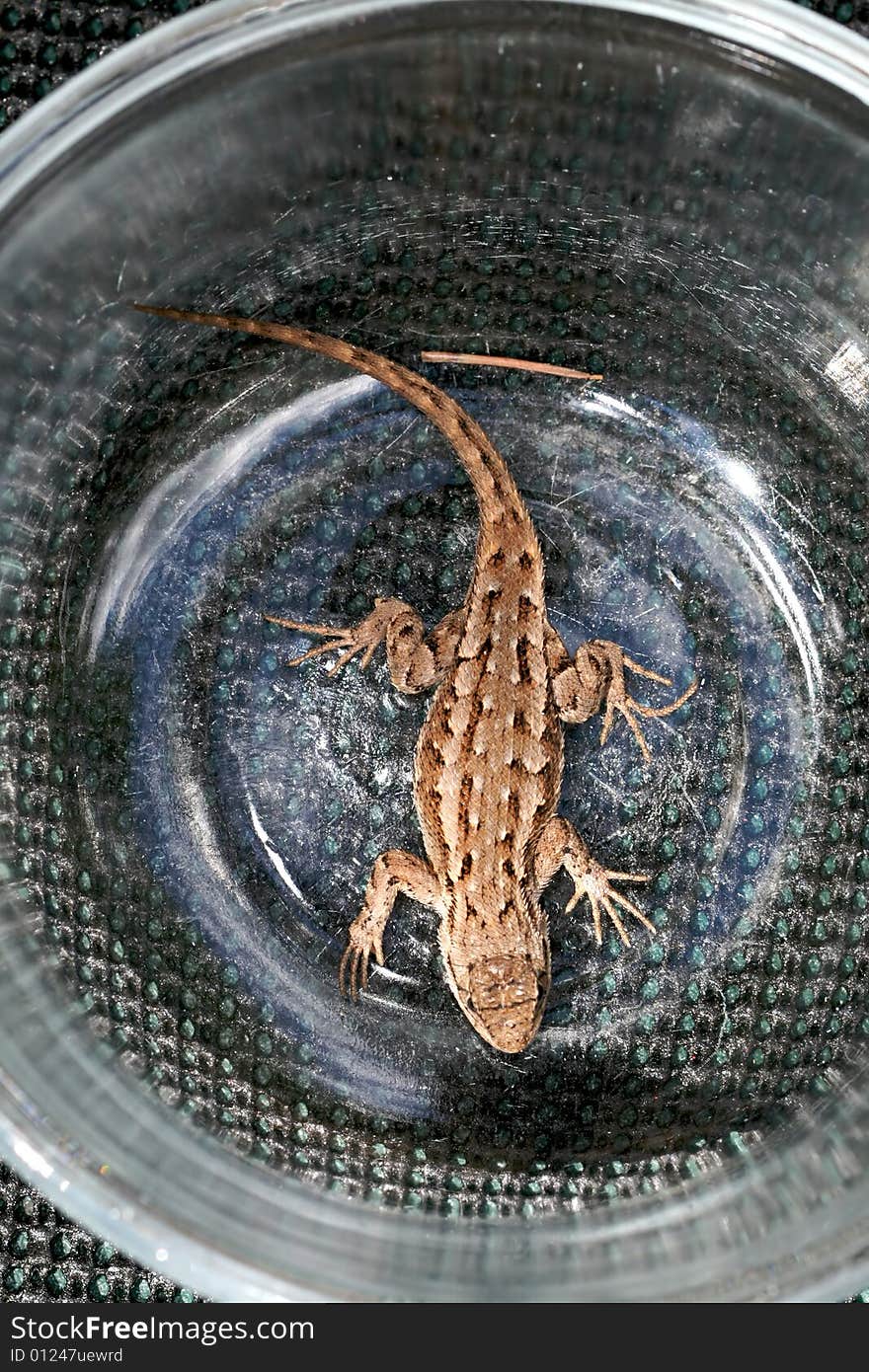 Small brown lizard caught in Washington state