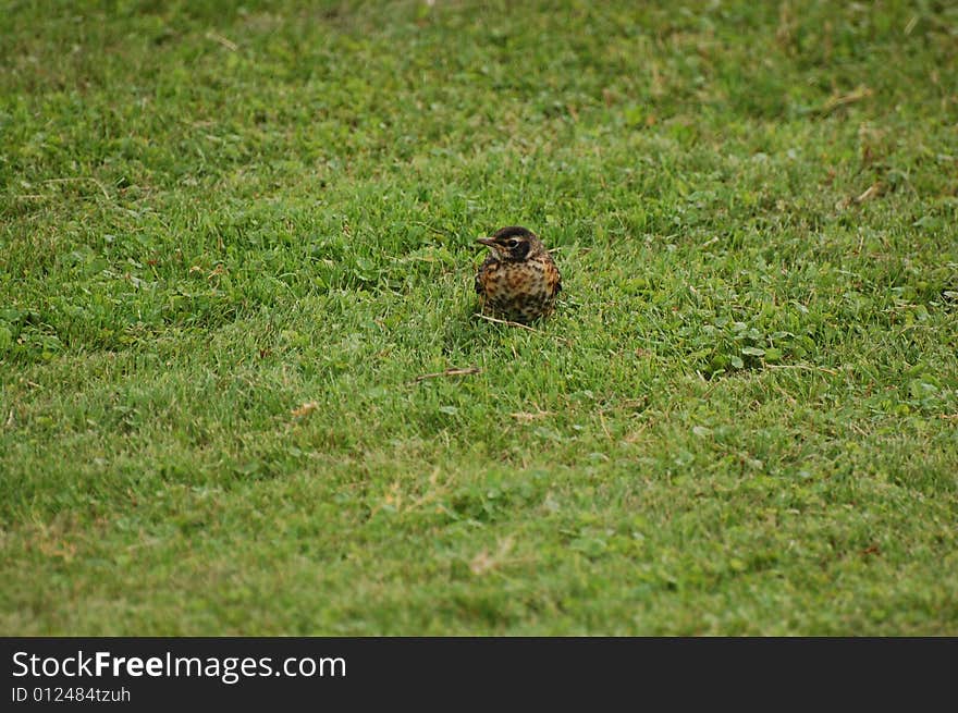 Baby robin perched on grass in the summer