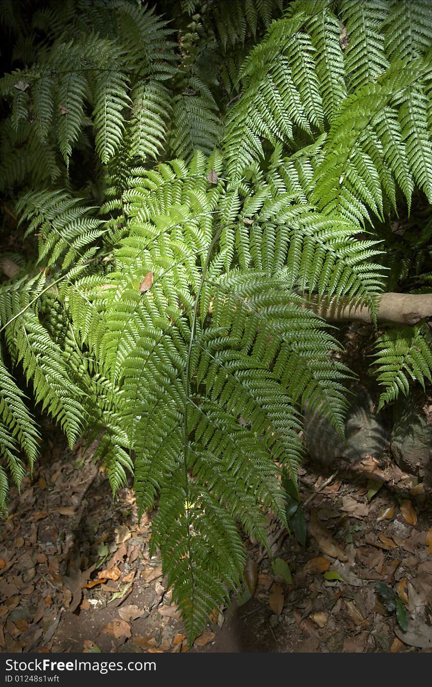 Beautiful copy of a fern garden