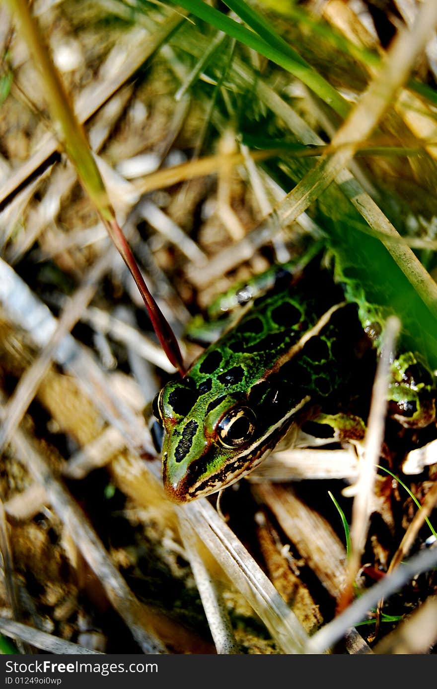 Frog hidden in the grass.