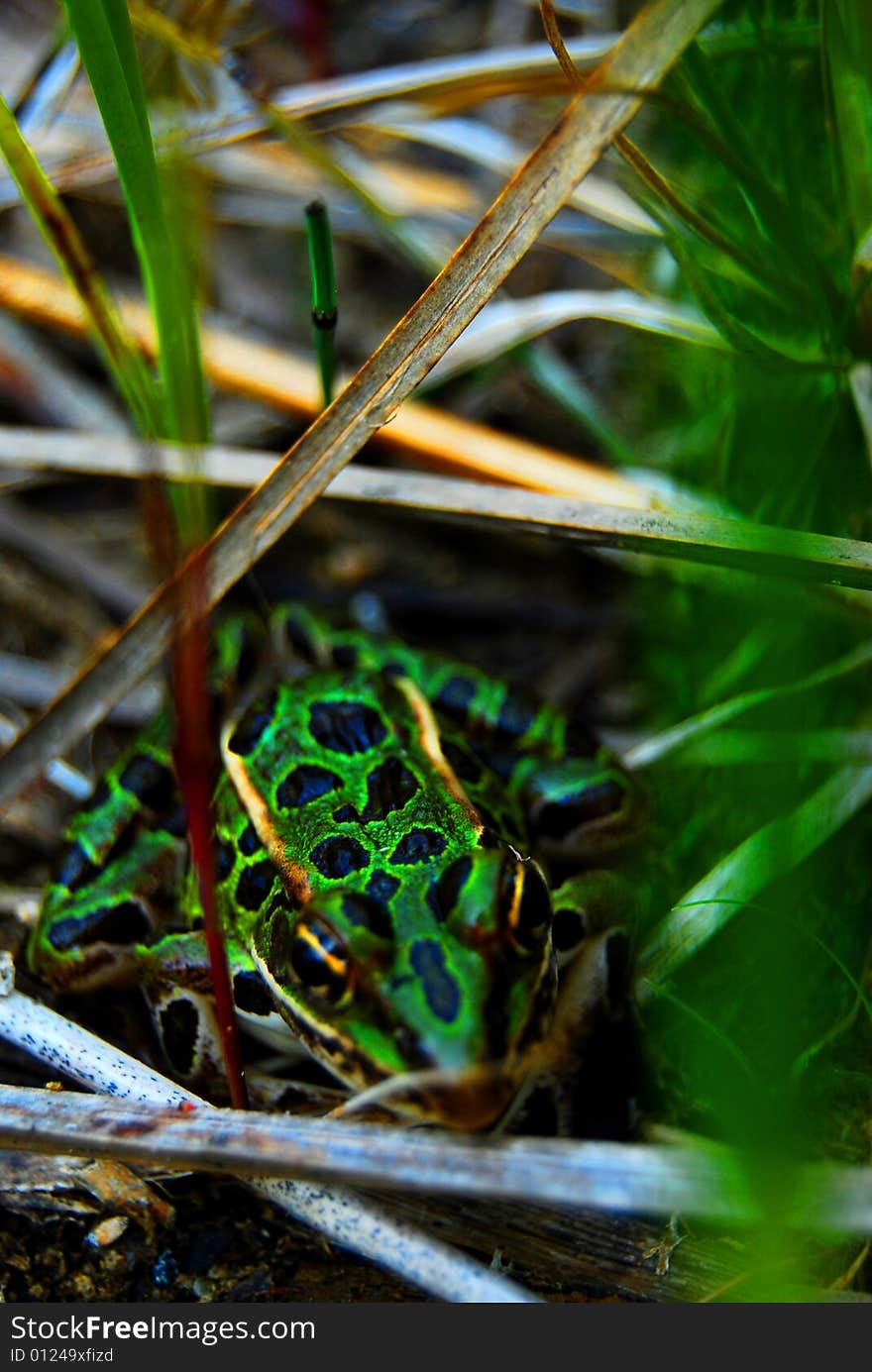 Frog hidden in the grass.