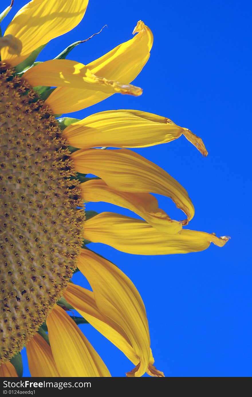 Half of a golden sunflower with blue sky background. Half of a golden sunflower with blue sky background