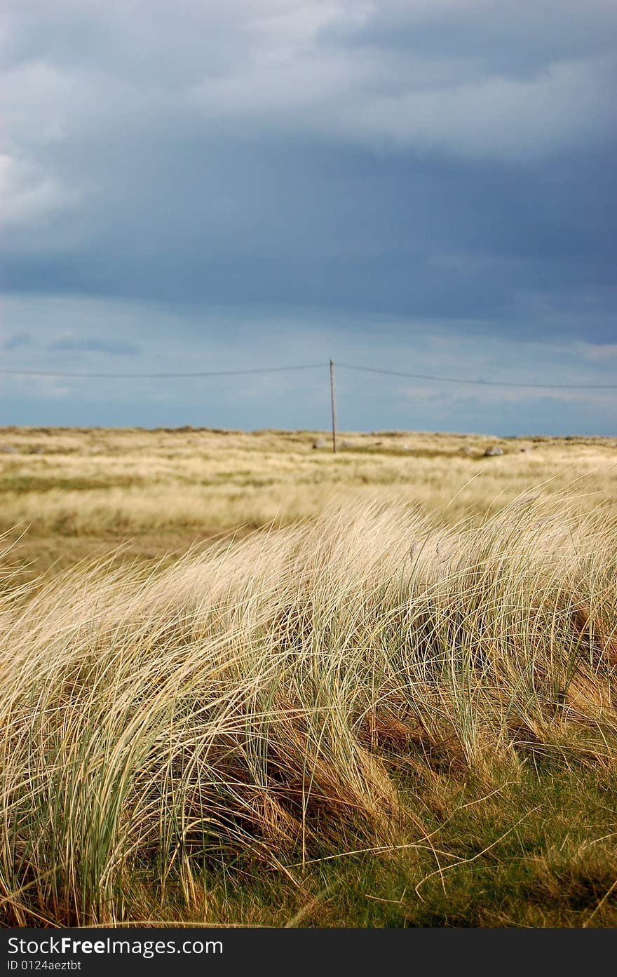 Yellow And Green Field