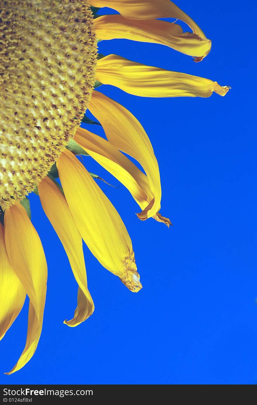 Quarter of a golden sunflower with blue sky background. Quarter of a golden sunflower with blue sky background