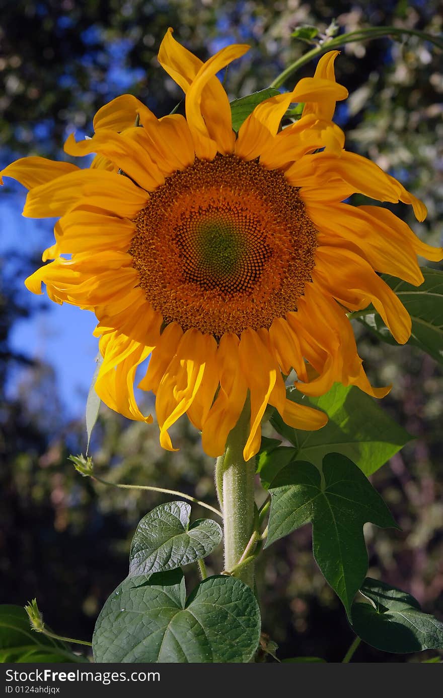 Half of a golden sunflower with blue sky background. Half of a golden sunflower with blue sky background