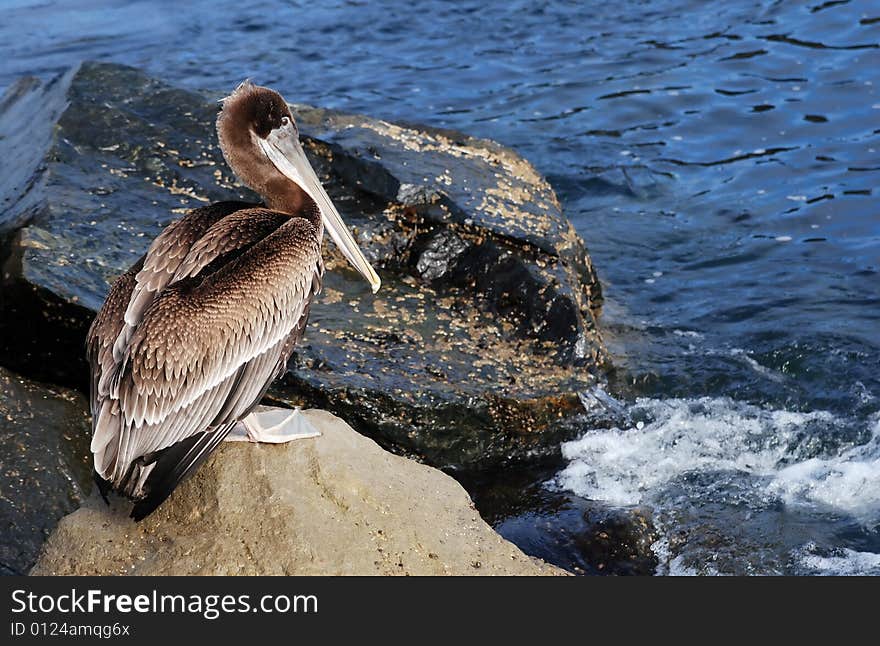 Brown Pelican sitting on rocks by the sea