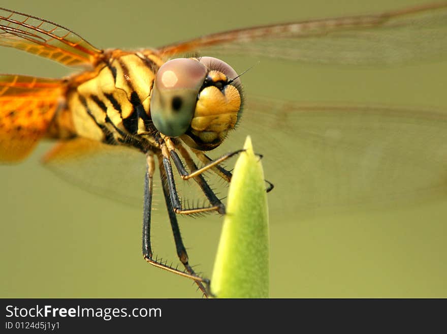 The side view of dragonfly