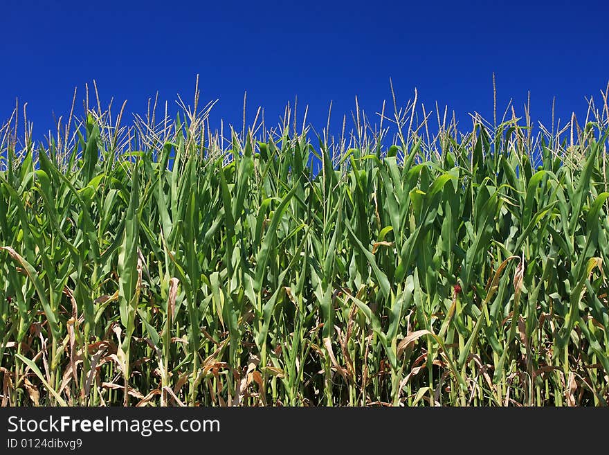 Maize field and blue sky