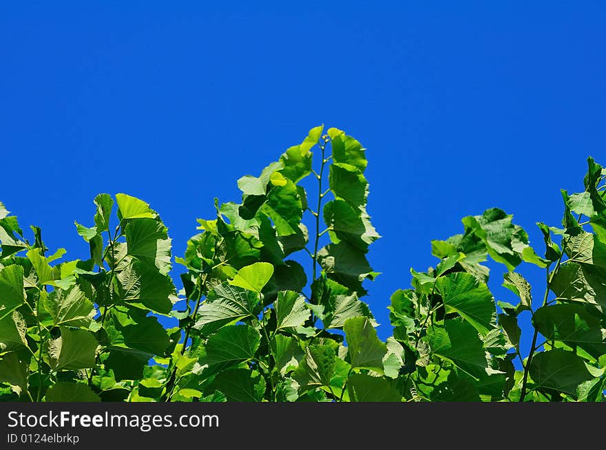 Lime tree in a sunny hot summer day. Lime tree in a sunny hot summer day