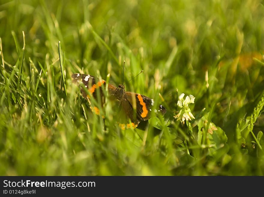 Butterfly Sitting In Grass