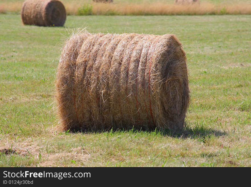 Round bale of hay in a pasture with green grass sprouting.