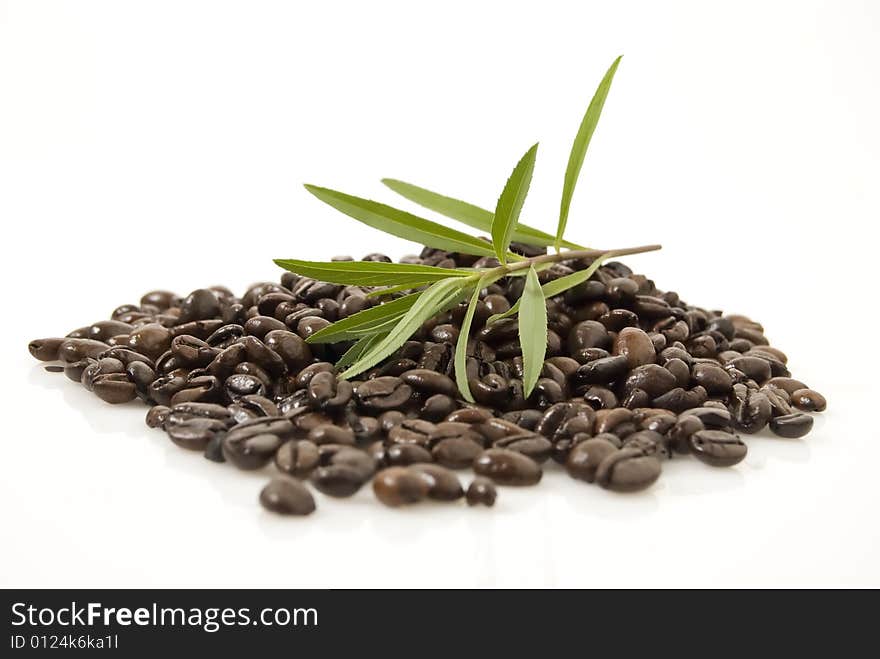 Closeup shot of coffee beans against white background with Tarragon herb on top