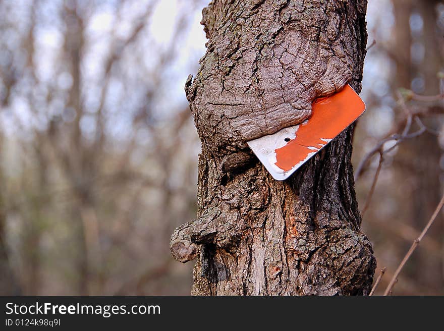 Tree trunk that grew around an old trail sign. Tree trunk that grew around an old trail sign.