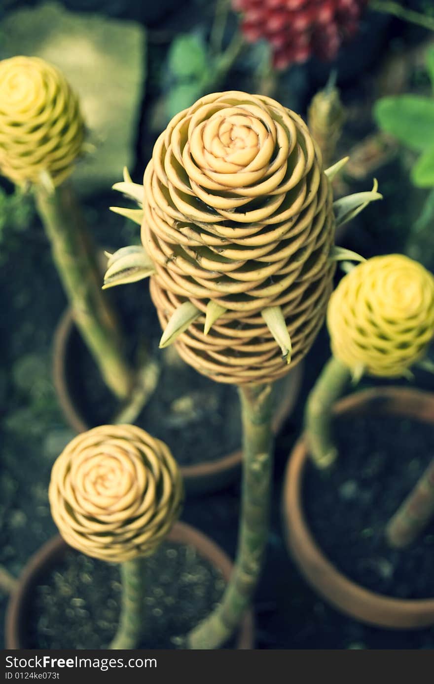 Hardy Cone Flower