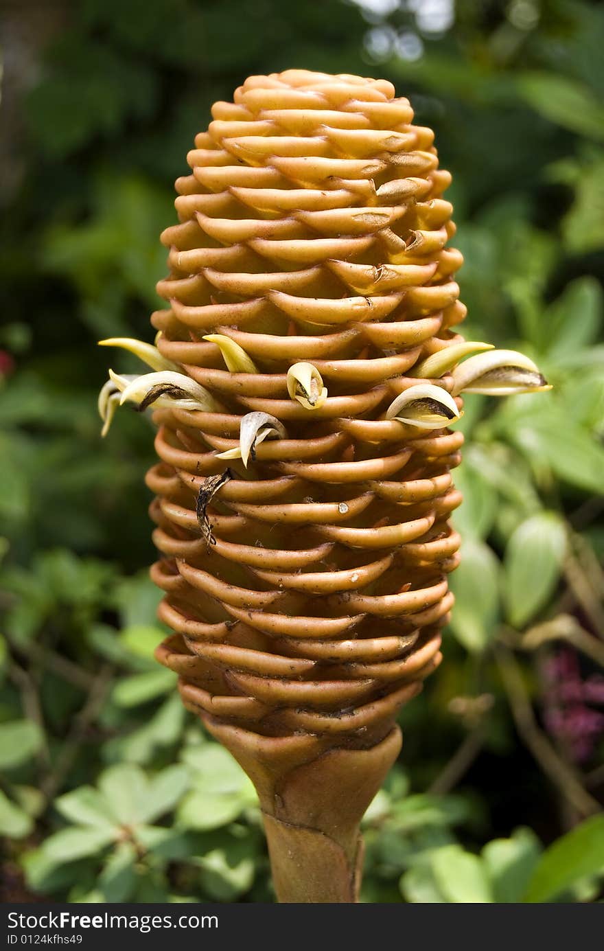 Hardy Cone Flower