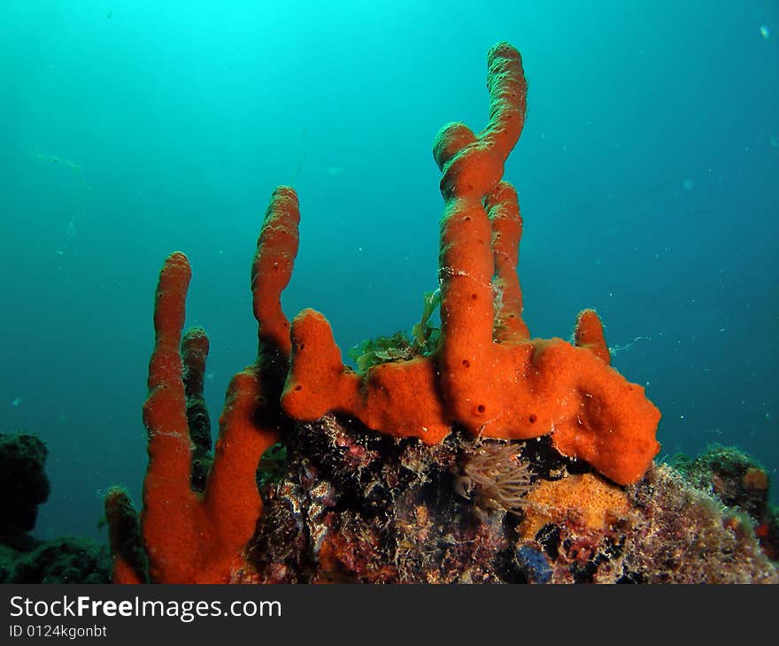 This image was taken just south of Port Everglades and a mile off shore. Dania, Florida. A reef called the Barracuda Reef. Great dive site. This image was taken just south of Port Everglades and a mile off shore. Dania, Florida. A reef called the Barracuda Reef. Great dive site