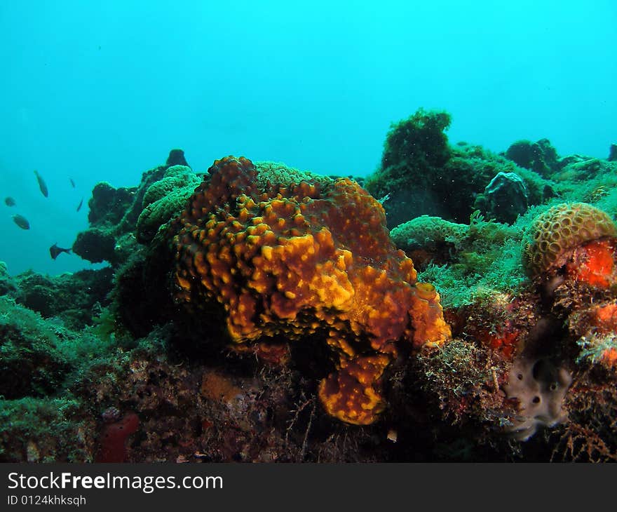 This image was taken just south of Port Everglades and a mile off shore. Dania, Florida. A reef called the Barracuda Reef. Great dive site. This image was taken just south of Port Everglades and a mile off shore. Dania, Florida. A reef called the Barracuda Reef. Great dive site