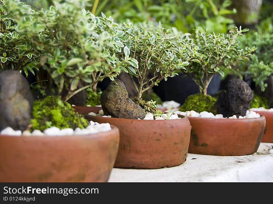 Line of potted decorative plants. Line of potted decorative plants