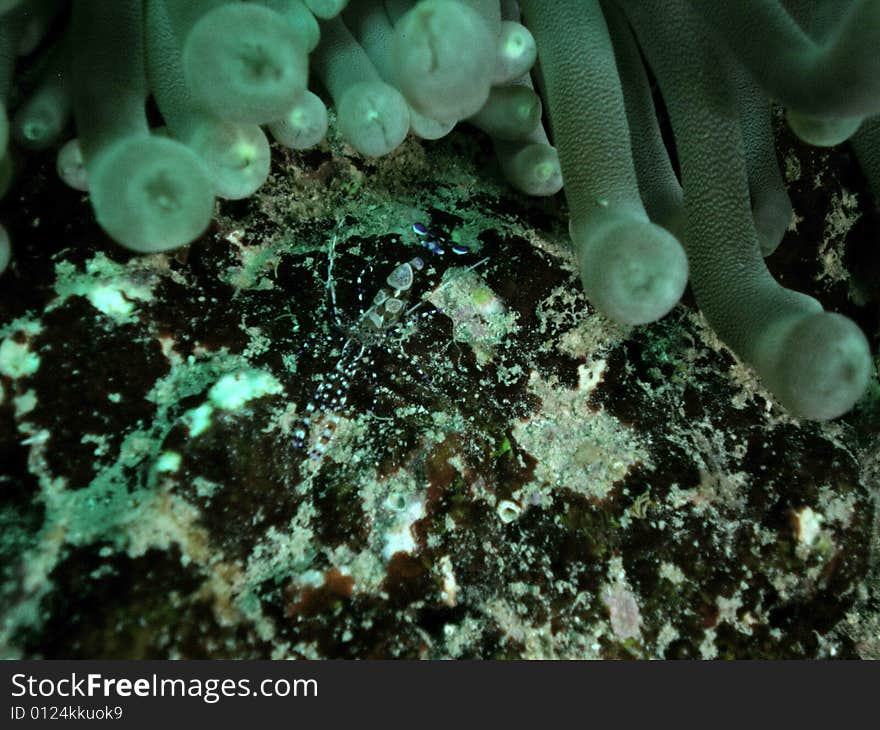 Spotted Cleaner Shrimp