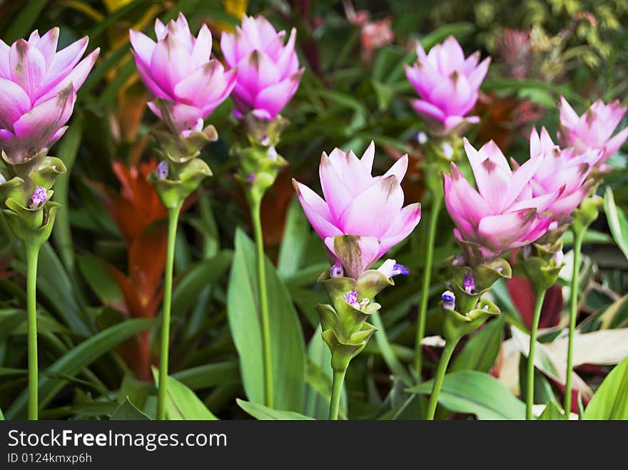 Violet Flowers