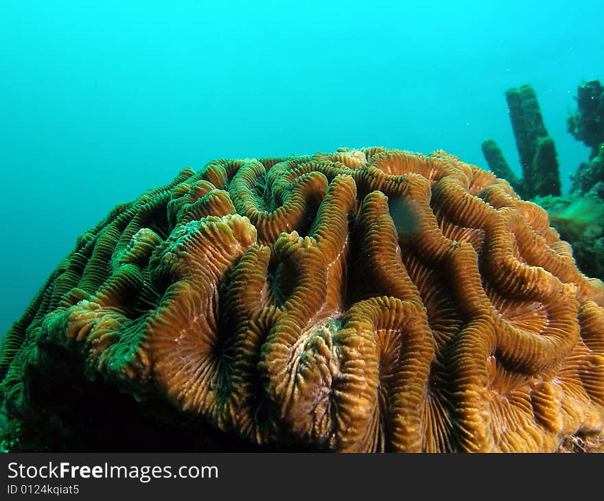 This coral was taken just south of Port Everglades and a mile off shore. Dania, Florida. A great reef called the Barracuda Reef. This coral was taken just south of Port Everglades and a mile off shore. Dania, Florida. A great reef called the Barracuda Reef.