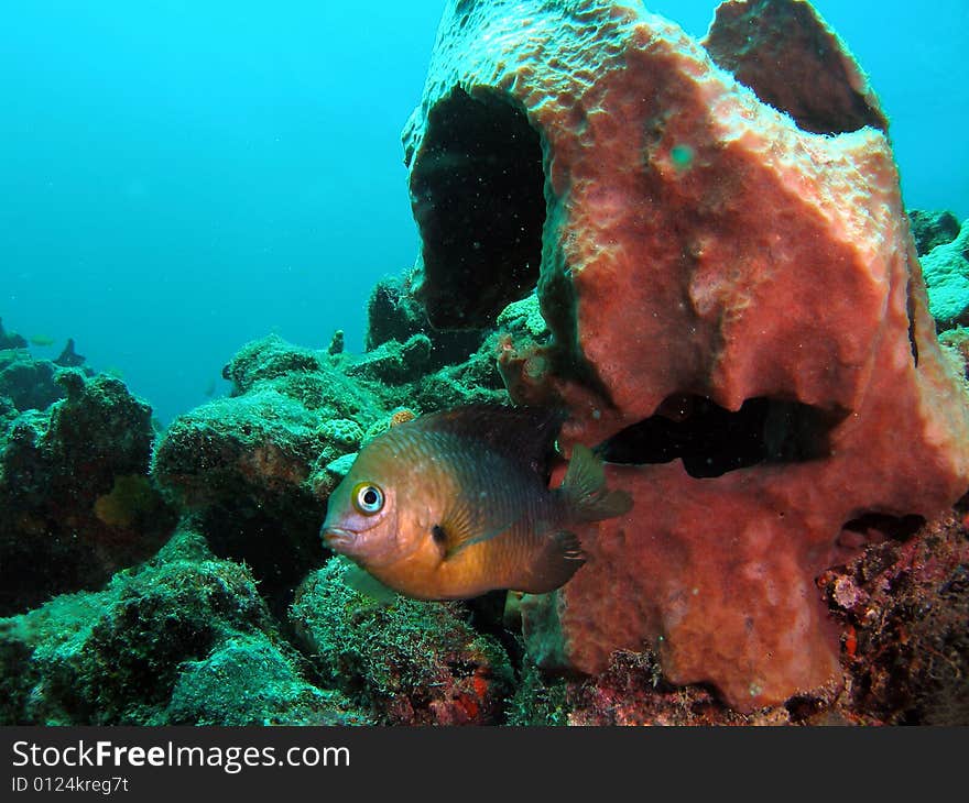 This image was taken just south of Port Everglades and a mile off shore. Dania, Florida. A reef called the Barracuda Reef. Great dive site. This image was taken just south of Port Everglades and a mile off shore. Dania, Florida. A reef called the Barracuda Reef. Great dive site