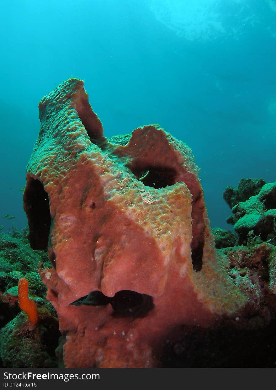 This coral was taken just south of Port Everglades and a mile off shore. Dania, Florida. A reef called the Barracuda Reef.