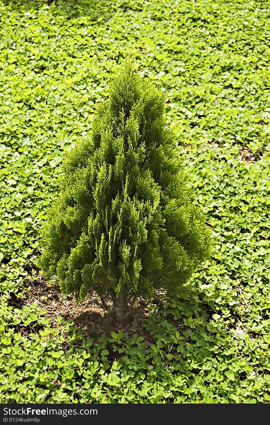 Small cypress tree in a formal garden