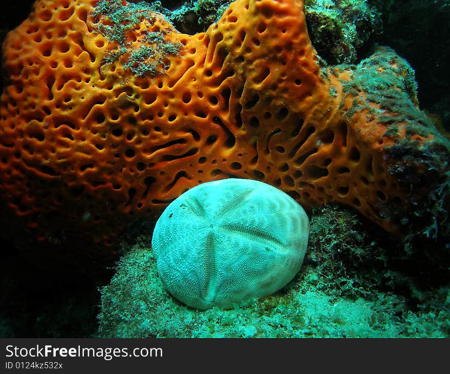 Coral Reef Sand Dollar