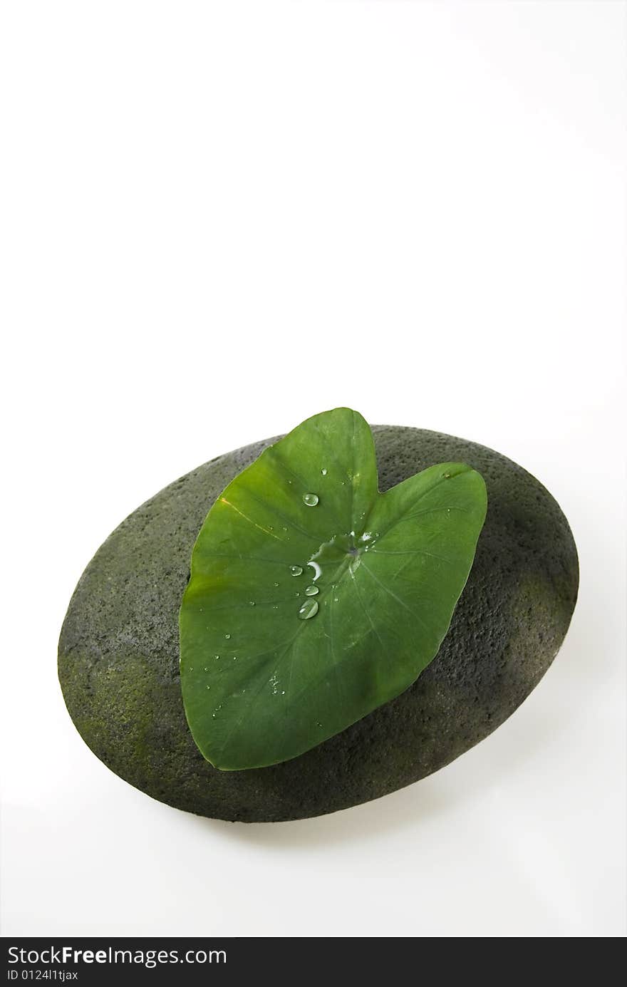 Water droplets on big leaf against white background. Water droplets on big leaf against white background