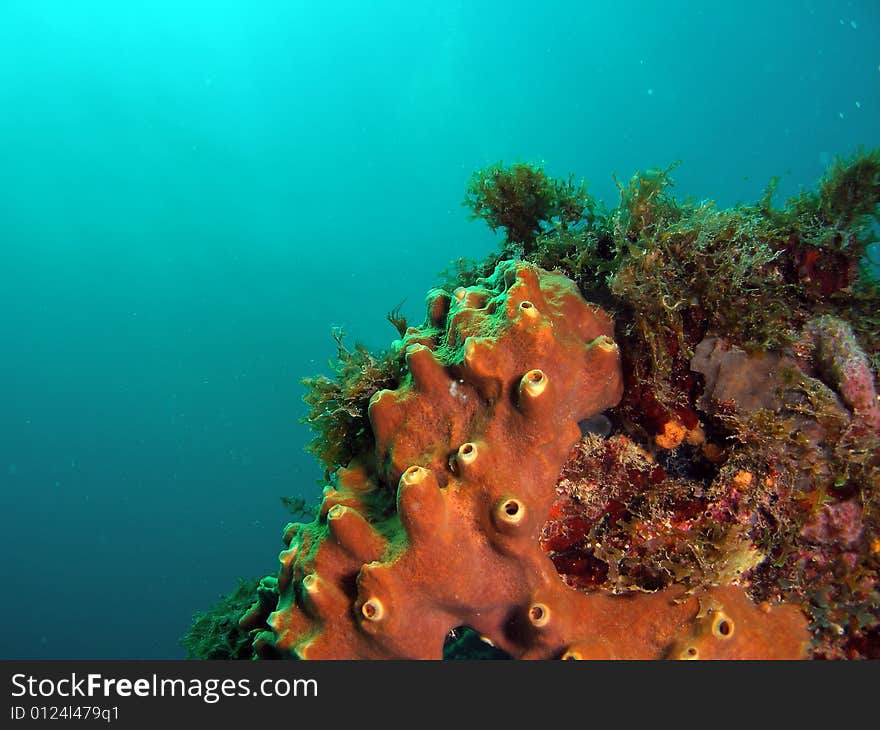 This image was taken just south of Port Everglades and a mile off shore. Dania, Florida. A reef called the Barracuda Reef. Great dive site. This image was taken just south of Port Everglades and a mile off shore. Dania, Florida. A reef called the Barracuda Reef. Great dive site