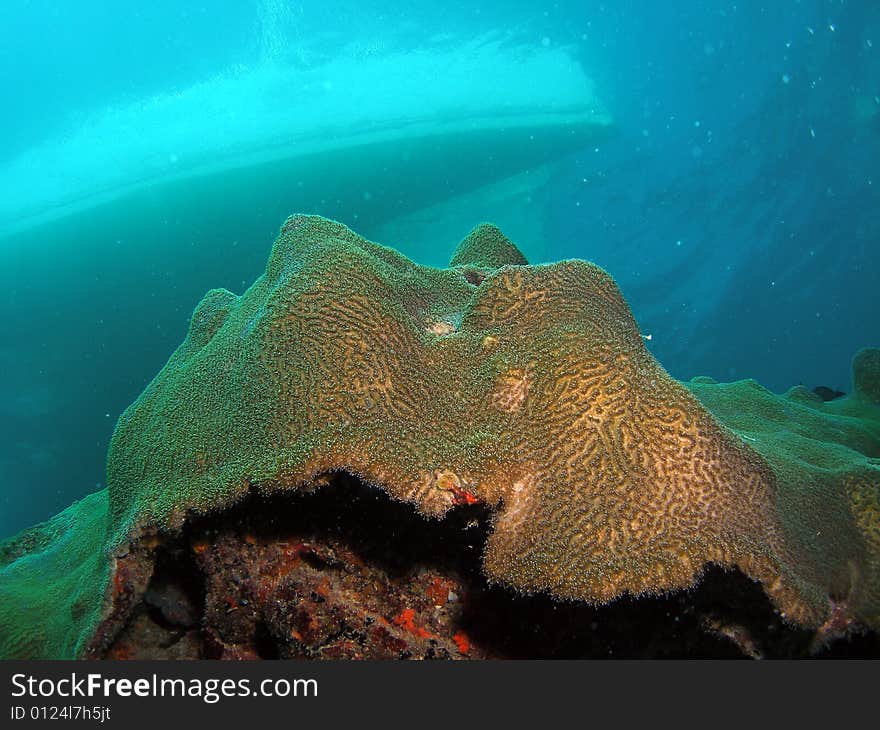 This image was taken just south of Port Everglades and a mile off shore. Dania, Florida. A reef called the Barracuda Reef. Great dive site. This image was taken just south of Port Everglades and a mile off shore. Dania, Florida. A reef called the Barracuda Reef. Great dive site