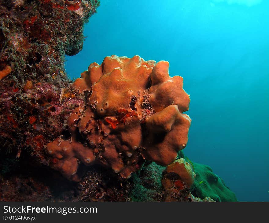 This image was taken just south of Port Everglades and a mile off shore. Dania, Florida. A reef called the Barracuda Reef. Great dive site. This image was taken just south of Port Everglades and a mile off shore. Dania, Florida. A reef called the Barracuda Reef. Great dive site