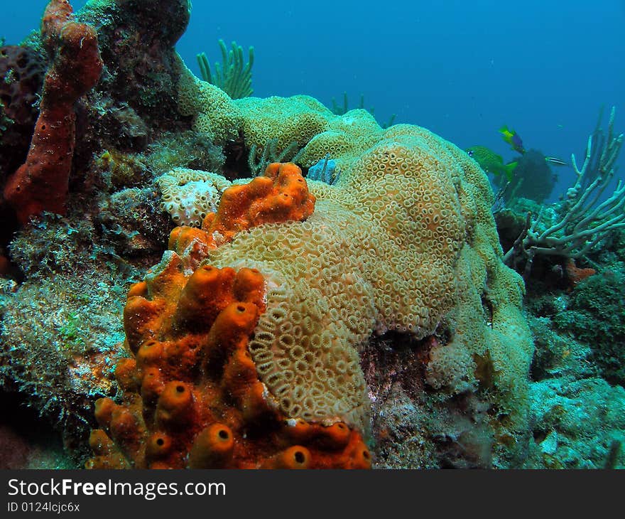 This coral image was taken just south of Port Everglades and a mile off shore. Dania, Florida. A reef called the Barracuda Reef. Great dive site. This coral image was taken just south of Port Everglades and a mile off shore. Dania, Florida. A reef called the Barracuda Reef. Great dive site