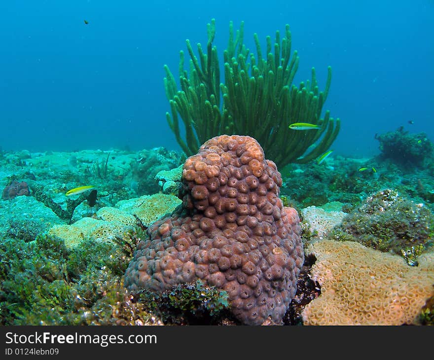 This image was taken just south of Port Everglades and a mile off shore. Dania, Florida. A reef called the Barracuda Reef. Great dive site. This image was taken just south of Port Everglades and a mile off shore. Dania, Florida. A reef called the Barracuda Reef. Great dive site