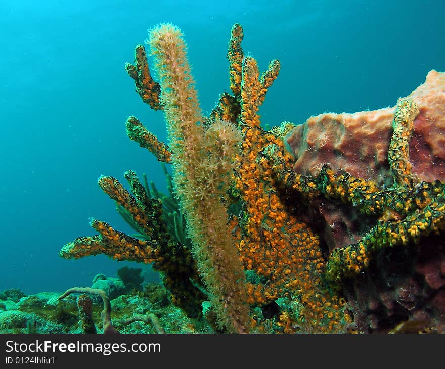 Coral Reef Green And Yellow