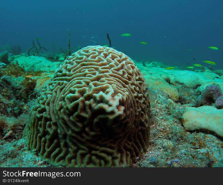 This coral was taken just south of Port Everglades and a mile off shore. Dania, Florida. A reef called the Barracuda Reef. This coral was taken just south of Port Everglades and a mile off shore. Dania, Florida. A reef called the Barracuda Reef.